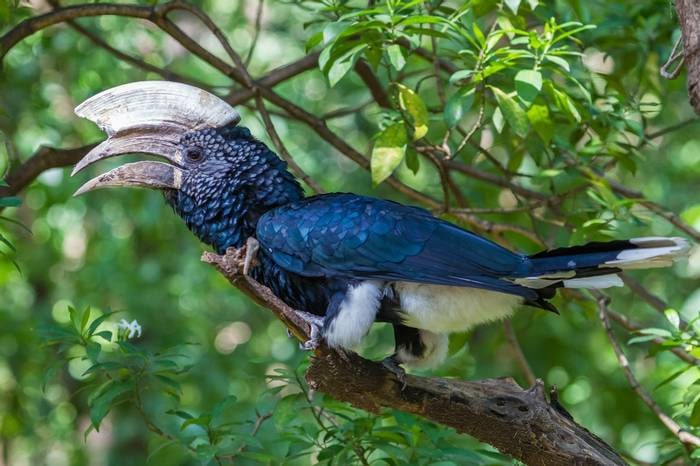 Birding and Wildlife Tours